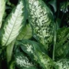 Dieffenbachia sublime. Le pot de Ø 17 x H 60 cm