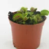 Dionea Muscipula. Le pot Ø 8,5 cm