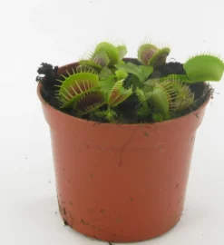 Dionea Muscipula. Le pot Ø 8,5 cm