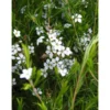 Diosma Hirsuta Pink Fountain rose en pot