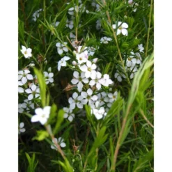 Diosma Hirsuta Pink Fountain rose en pot