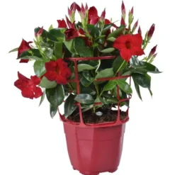 Dipladenia Buisson - Le pot de 3 litres