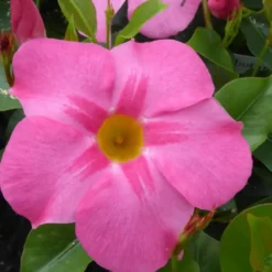 Dipladenia Buisson Platinium grande fleur rose vif - Le pot de 5 litres