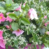 Dipladenia + Summer Snow - La suspension