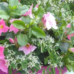 Dipladenia + Summer Snow - La suspension