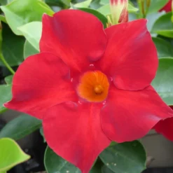 Dipladenia Sundaville Boule Gm - Le pot de 33 cm