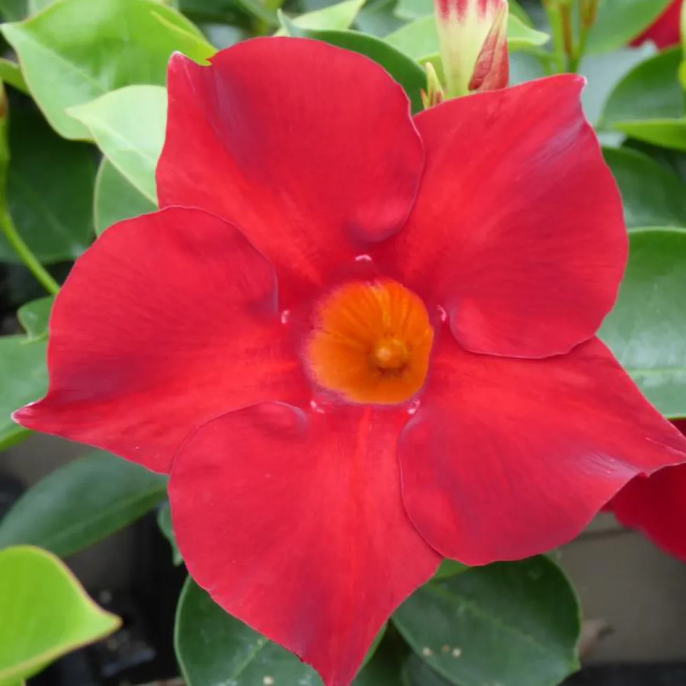 Dipladenia Sundaville Boule Gm - Le pot de 33 cm