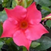 Dipladenia Sundaville Espalier - La jardinière de 65 cm