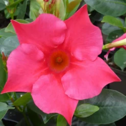 Dipladenia Sundaville Espalier - La jardinière de 65 cm