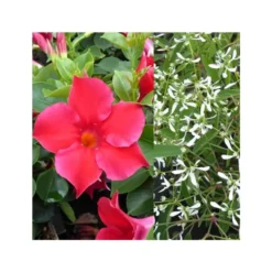 Dipladénia et Euphorbe blanche - La jardinière de 40 cm