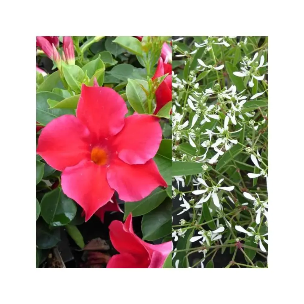 Dipladénia et Euphorbe blanche - La jardinière de 40 cm