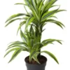 Dracaena Fragrans Lemon Lime 2 pieds. Le pot de Ø 19 x H 70 cm
