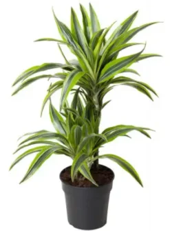 Dracaena Fragrans Lemon Lime 2 pieds. Le pot de Ø 19 x H 70 cm