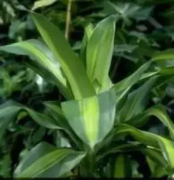 Dracaena Fragrans Massangeana 3 PP pot Ø24xH135 cm