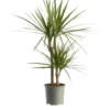 Dracaena marginata vert. Le pot Ø 21 cm