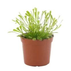 Drosera Capensis