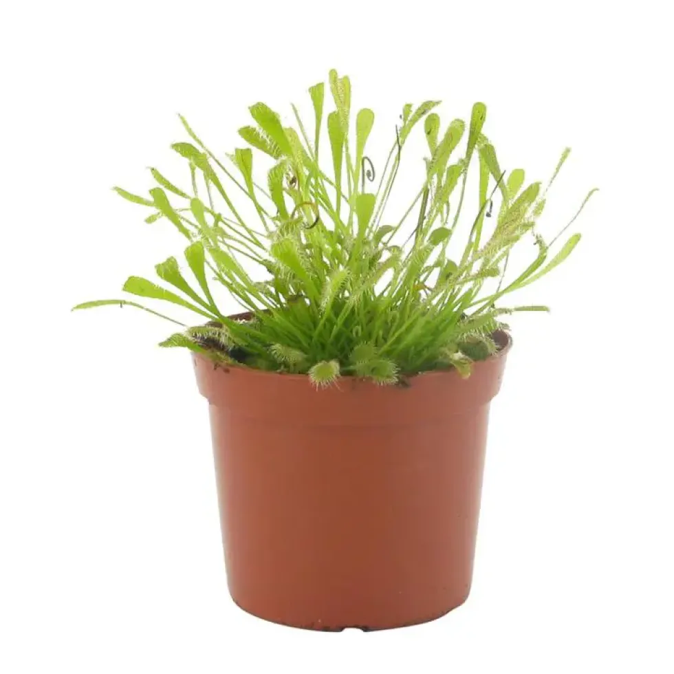 Drosera Capensis