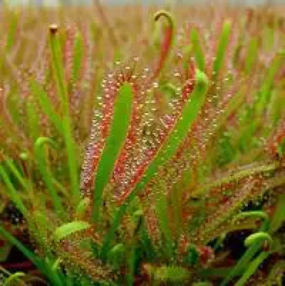 Drosera Capensis