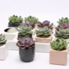 Echeveria avec cache-pot. Le pot en céramique de Ø 6 x H 10 cm
