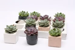 Echeveria avec cache-pot. Le pot en céramique de Ø 6 x H 10 cm