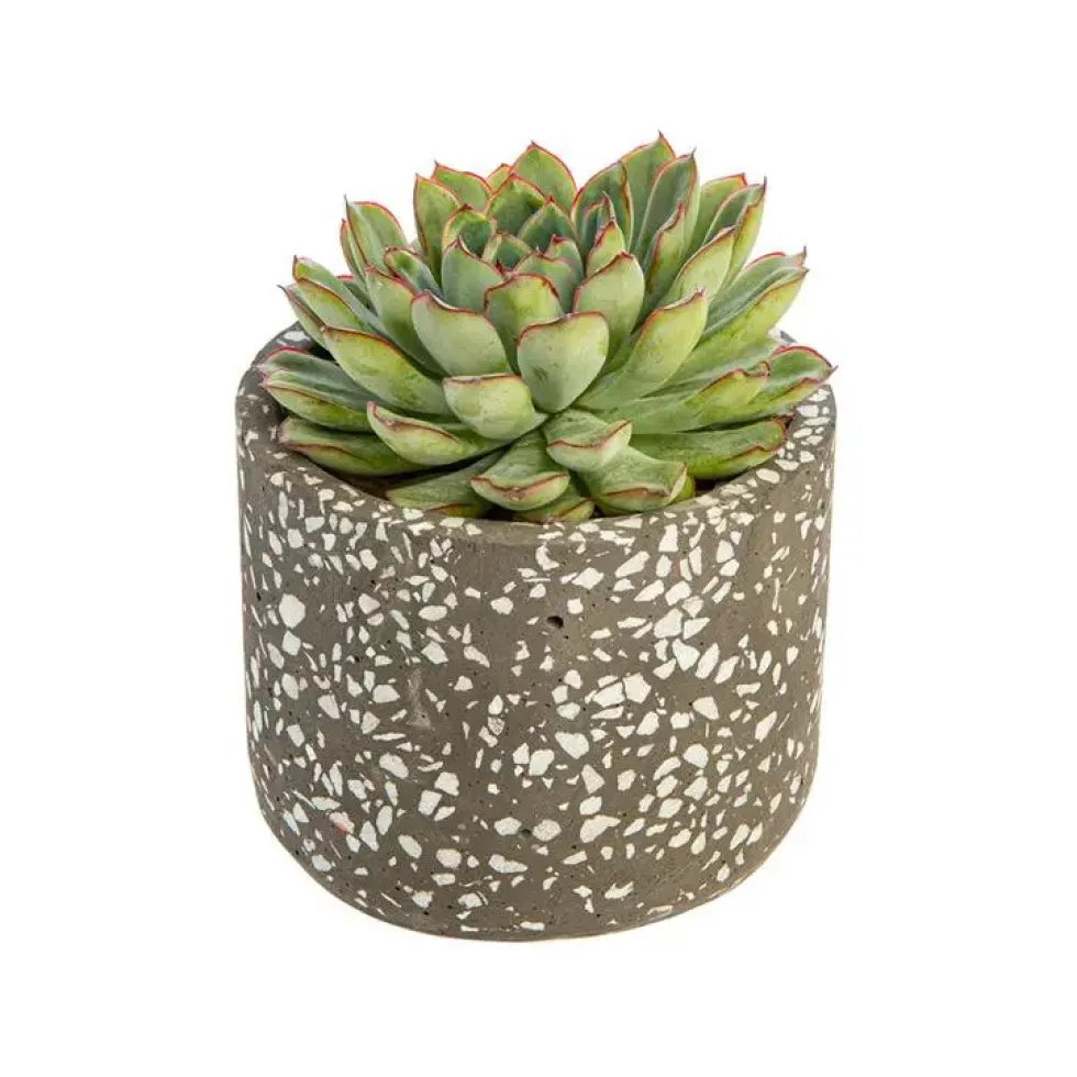 Echeveria Mix + cache-pot Ø 10,5 cm