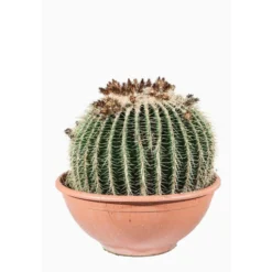Echinocactus Grusonii (Cactus Oursin) en pot de 80 L vert