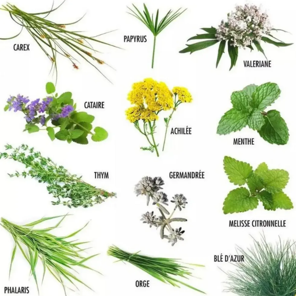 Enveloppe 12 sachets plantes pour mon chat Radis et Capucine