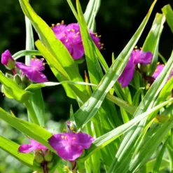 Ephémère de Virginie karminglut violette en pot de 2 L