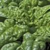 Epinard Woodpecker Bio. La barquette de 12 plants