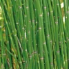 Equisetum japonicum