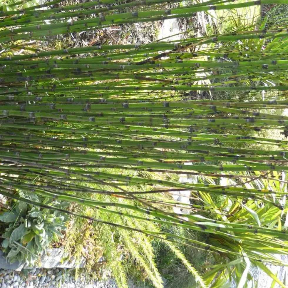 Equisetum Japonicum - Le pot de 11 cm