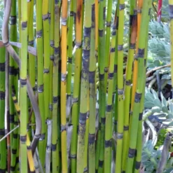 Equisetum Japonicum - Le pot de 3 litres