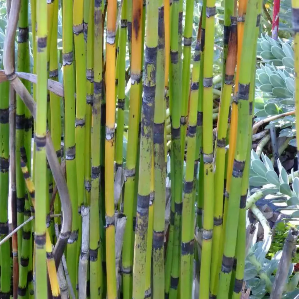 Equisetum Japonicum - Le pot de 3 litres