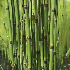 Equisetum japonicum pot de 3 litres