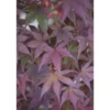 Erable du Japon (ACER PALMATUM BLOODGOOD ) Le pot de 3 litres