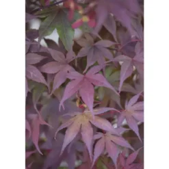 Erable du Japon (ACER PALMATUM BLOODGOOD ) Le pot de 3 litres