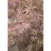 Erable du Japon (ACER PALMATUM DISSECTUM INABASHIDARE ) Le pot de 3 litres