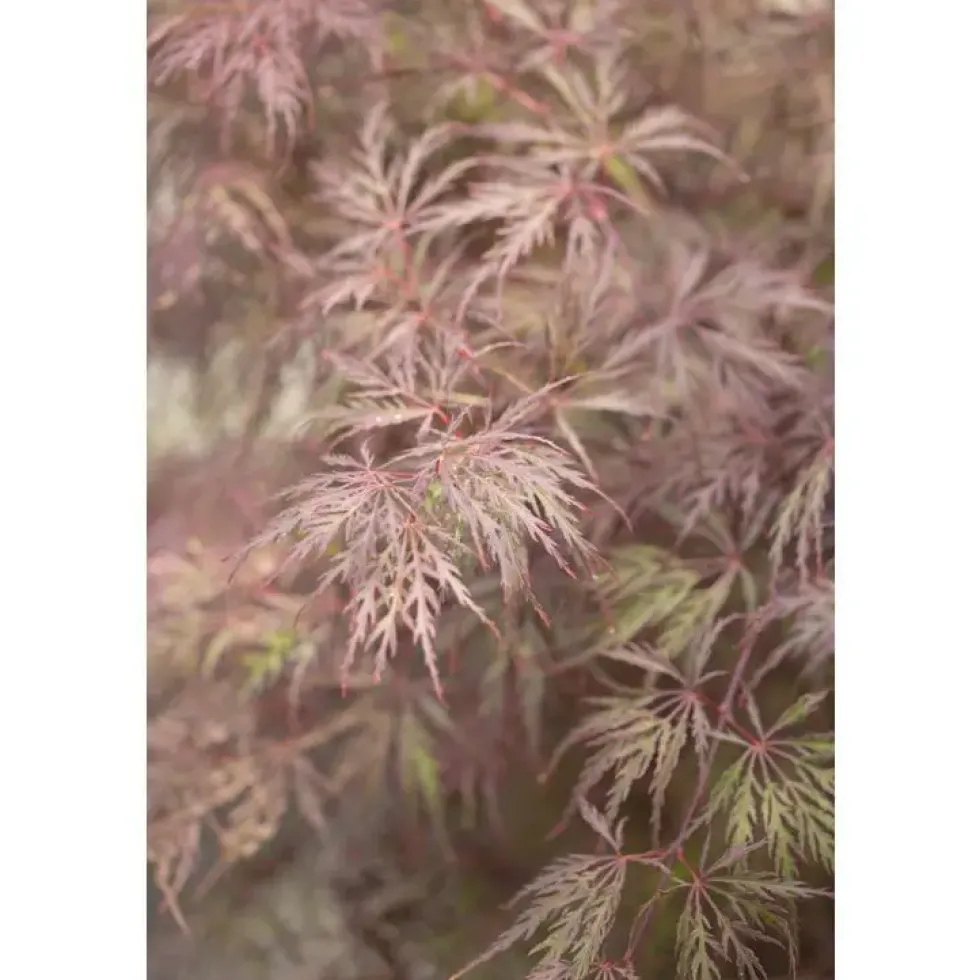 Erable du Japon (ACER PALMATUM DISSECTUM INABASHIDARE ) Le pot de 3 litres