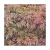 Erable du Japon (ACER PALMATUM DISSECTUM RUBRIFOLIUM ) Le pot de 7 litres