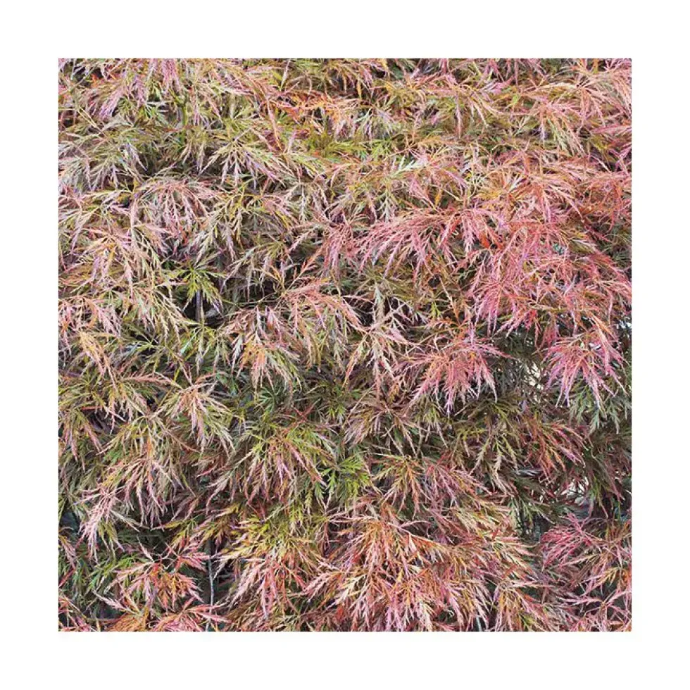 Erable du Japon (ACER PALMATUM DISSECTUM RUBRIFOLIUM ) Le pot de 7 litres