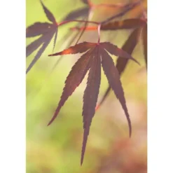Erable du Japon (ACER PALMATUM ATROLINEARE ) Le pot de 110 litres