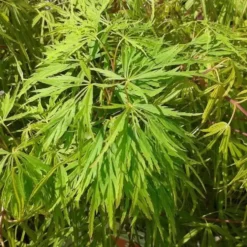 Erable du JaponGreffe Viridis 1/4 tige. Le pot de 10 litres