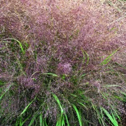 Eragrostide Brillante verte botanic®. Le pot de 2 litres