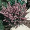 Erica Darleyensis – Pot de 0.5L