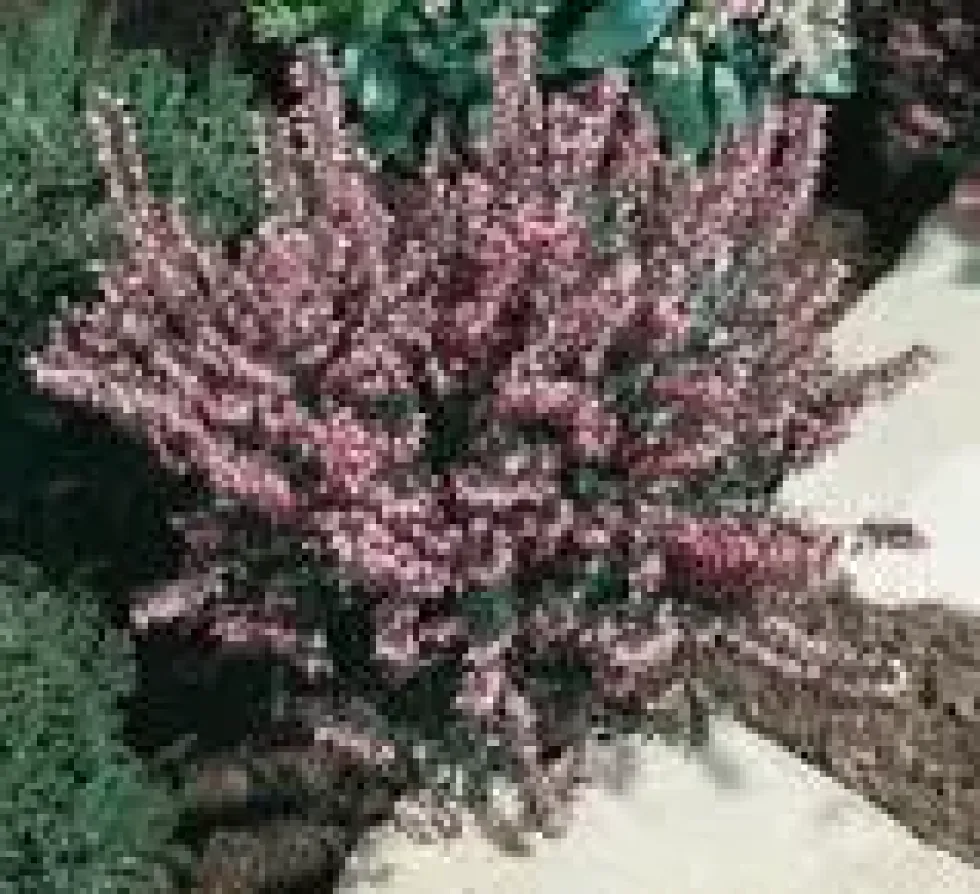 Erica Darleyensis – Pot de 0.5L