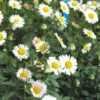 Erigeron Karvinskianus (blanc) - Le pot de 1 litre