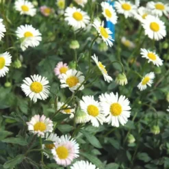 Erigeron Karvinskianus (blanc) - Le pot de 1 litre