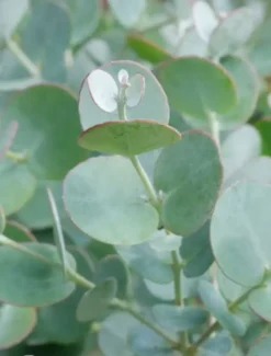 Eucalyptus gunnii Azura. Le pot de 3,5 litres