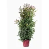 Eugenia Etna Fire (Cerisier de Cayenne) en pot de 30 L Rouge