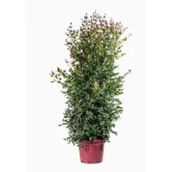 Eugenia Etna Fire (Cerisier de Cayenne) en pot de 30 L Rouge